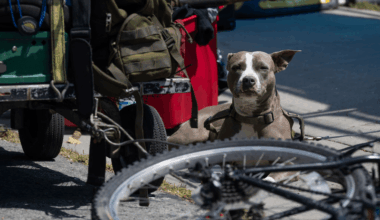 Are people, pets at risk?