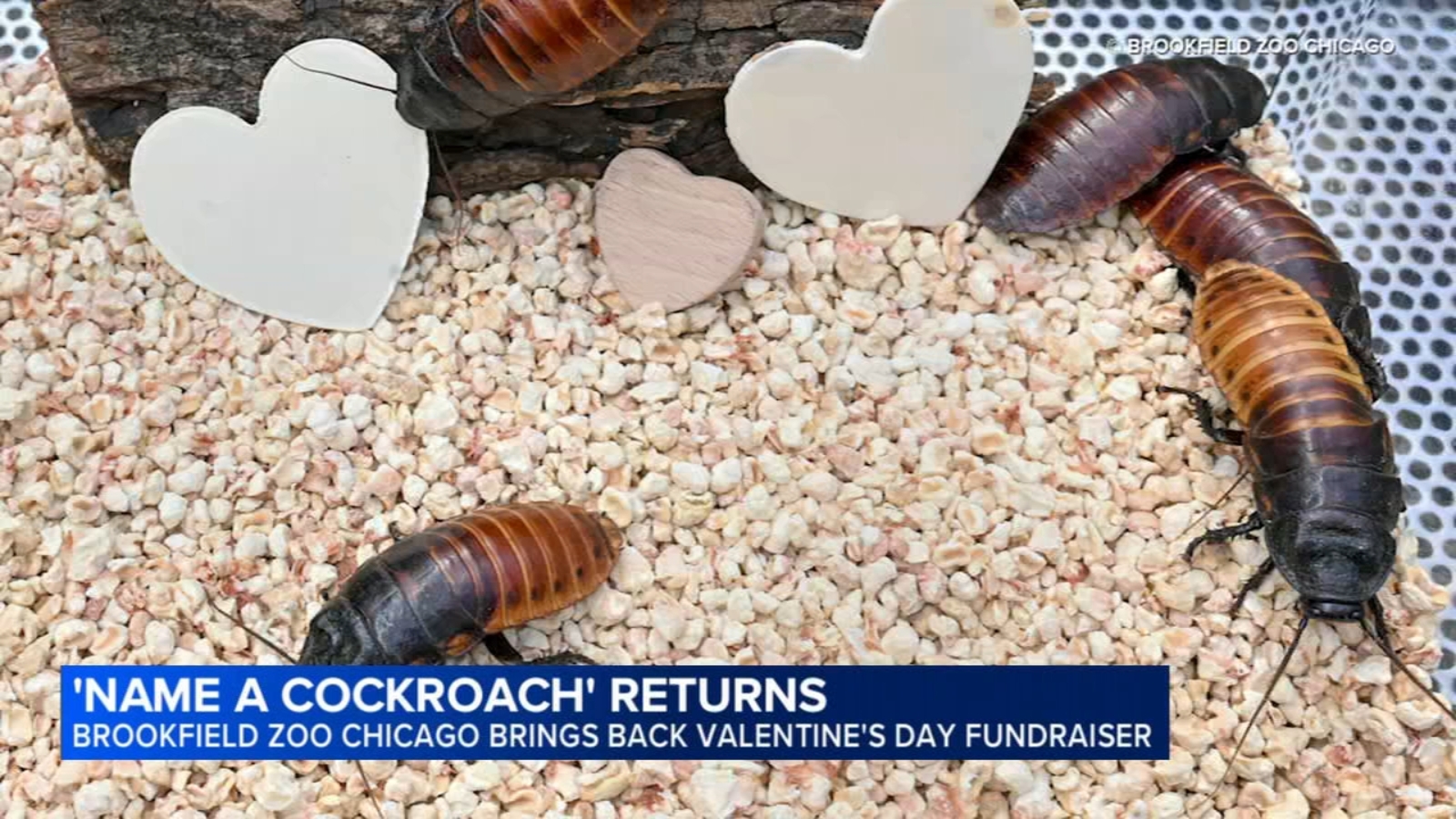 Valentine's Day 2026: Brookfield Zoo Chicago lets you name a cockroach after your ex for February 14