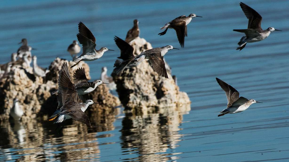 This Great Salt Lake shorebird is one step closer to endangered protections