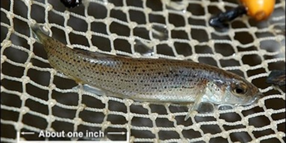 Fish species found only in Alabama moves closer to endangered status