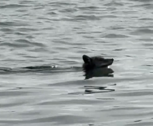 Coyote gains weight after making daring swim to Alcatraz