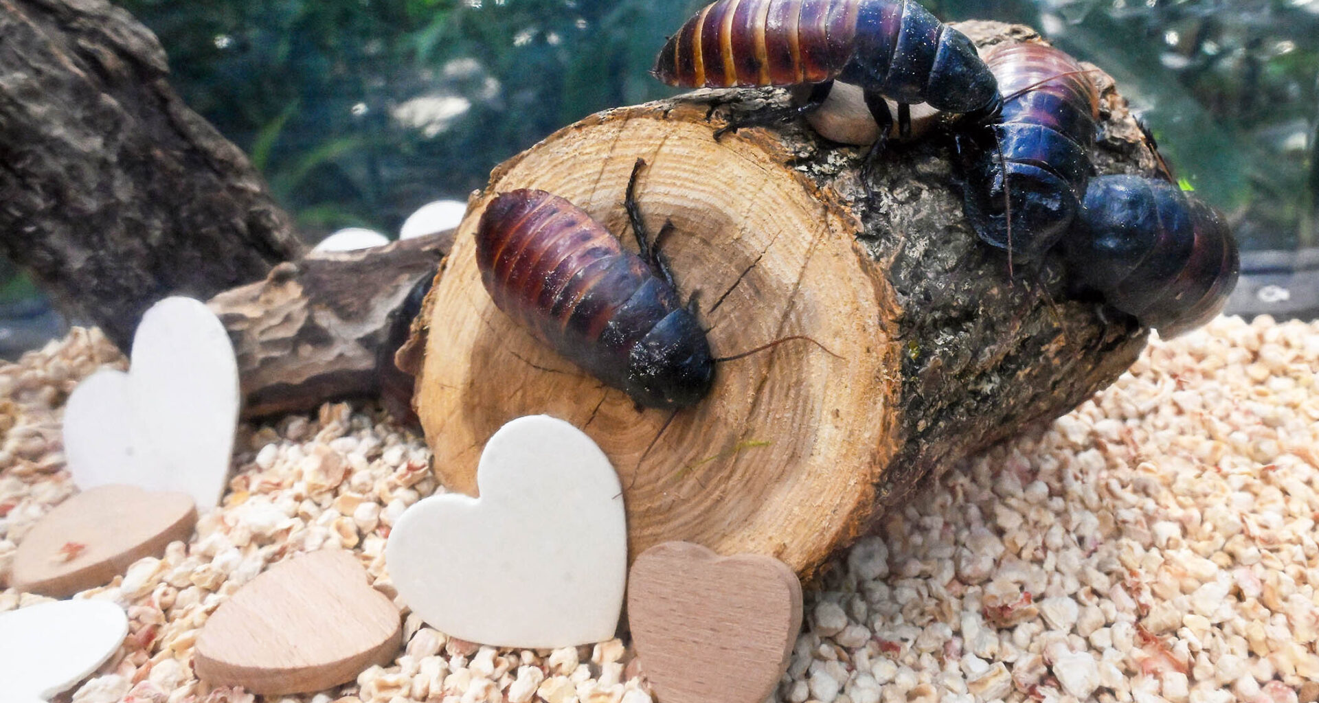 Name a Cockroach After Your Ex at Brookfield Zoo Chicago