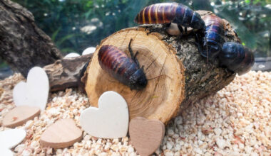 Name a Cockroach After Your Ex at Brookfield Zoo Chicago