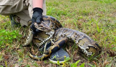 Florida snake hunter and his family wrestle 202-pound python that dragged him 15 feet: report