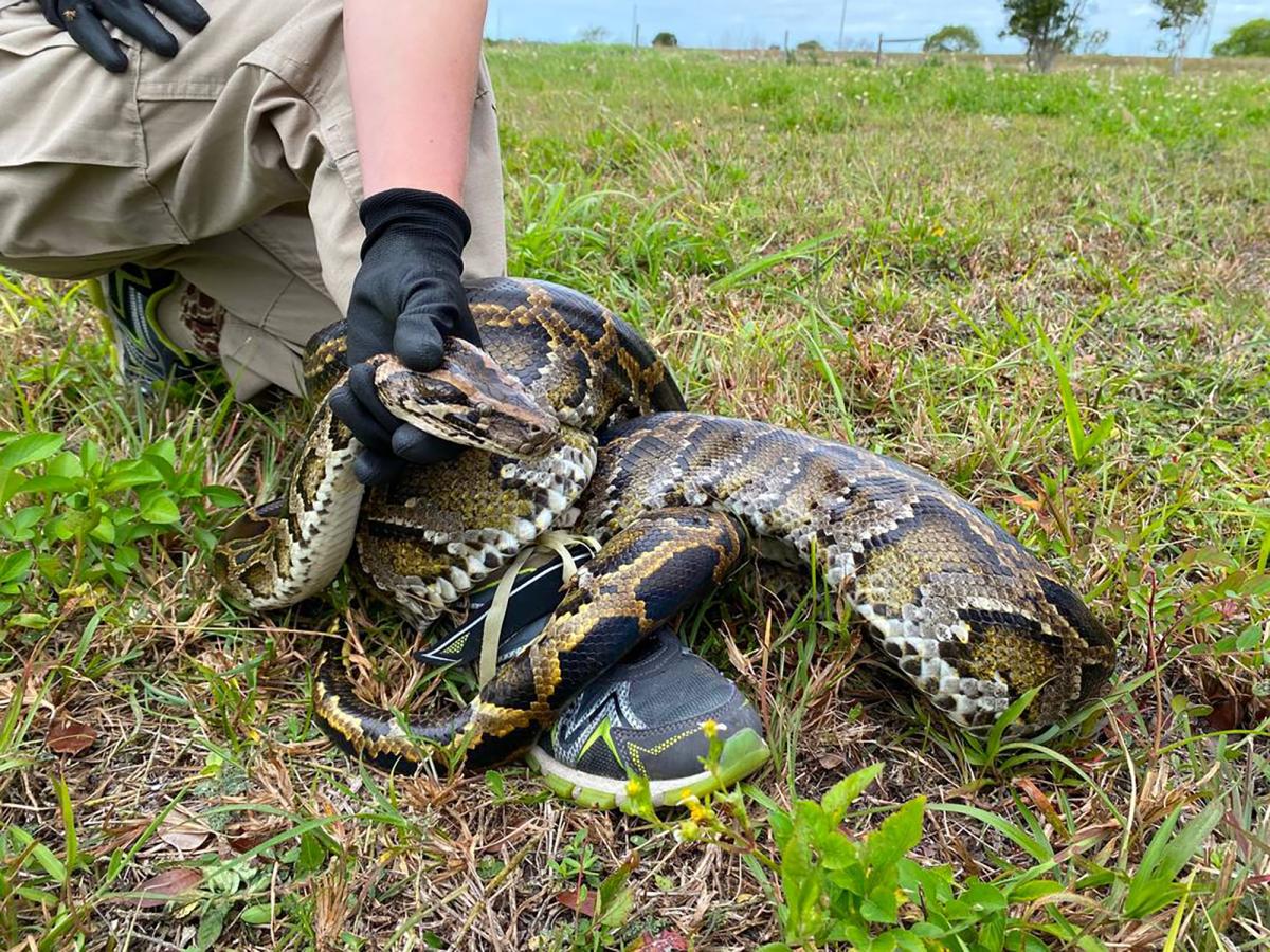 Florida snake hunter and his family wrestle 202-pound python that dragged him 15 feet: report