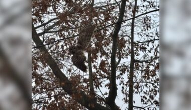Family Rushes To Save Gorgeous Animal Hanging By A Kite String In Backyard