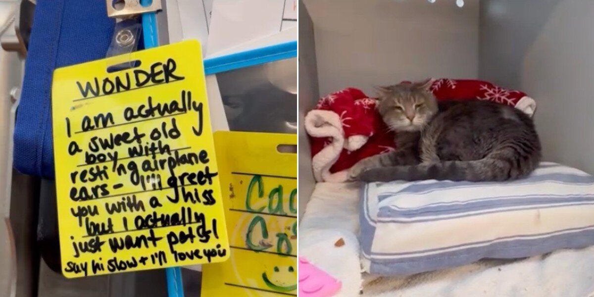Shelter Hopes Cat's 'Resting Airplane Ears' Won't Stop Him From Finding A Home
