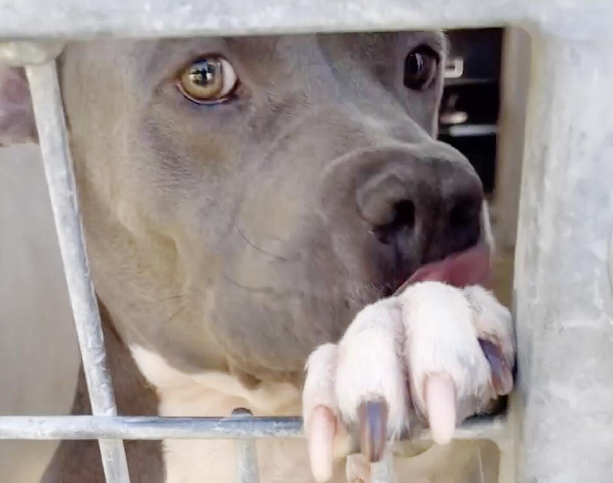 The dog Valerio at an animal shelter in South Los Angeles.