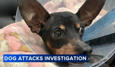 Center City Philadelphia pit bull attacks leave dogs injured; woman in custody