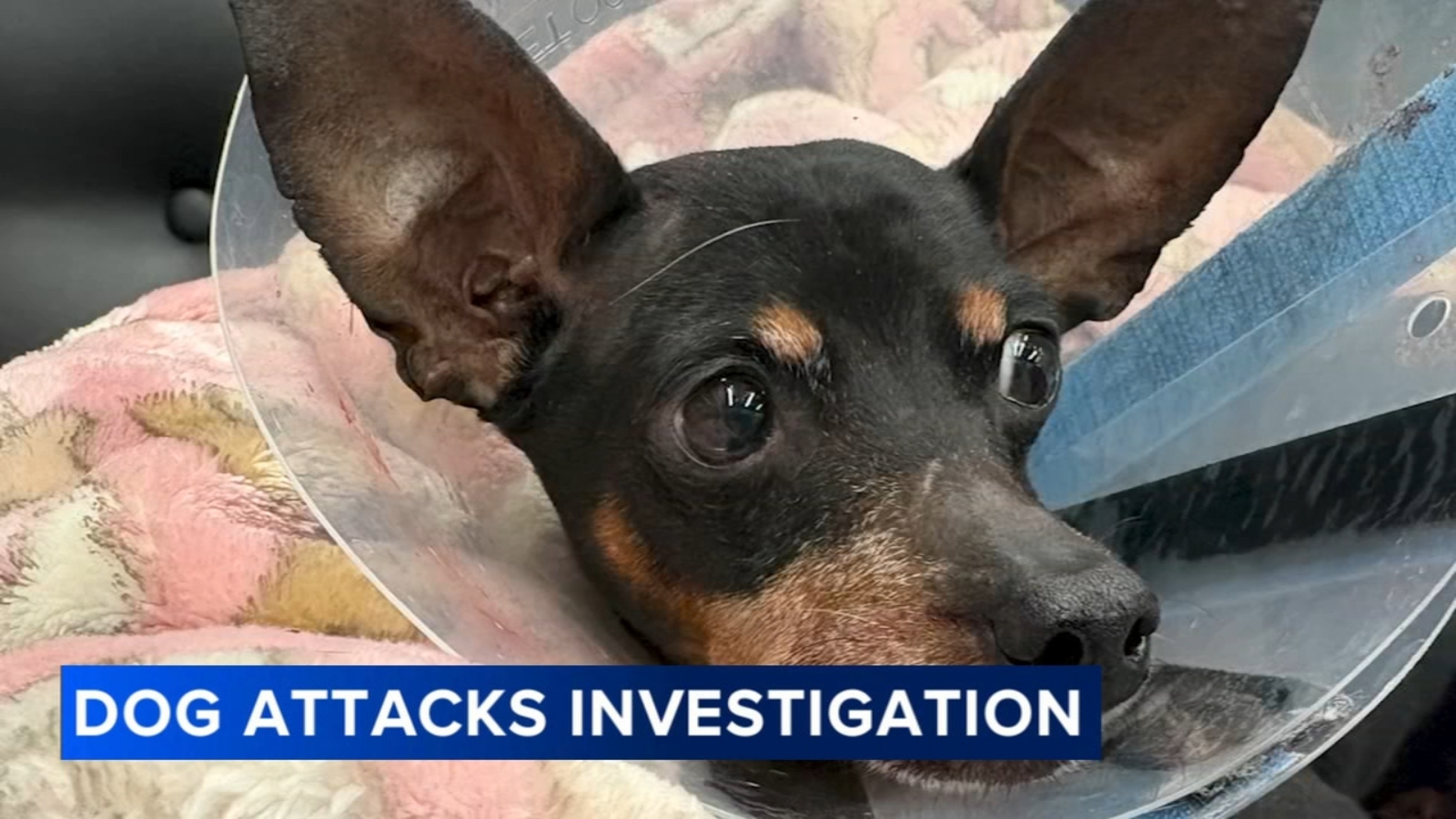 Center City Philadelphia pit bull attacks leave dogs injured; woman in custody
