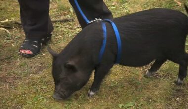 Vets share winter pet tips during Chicago conference