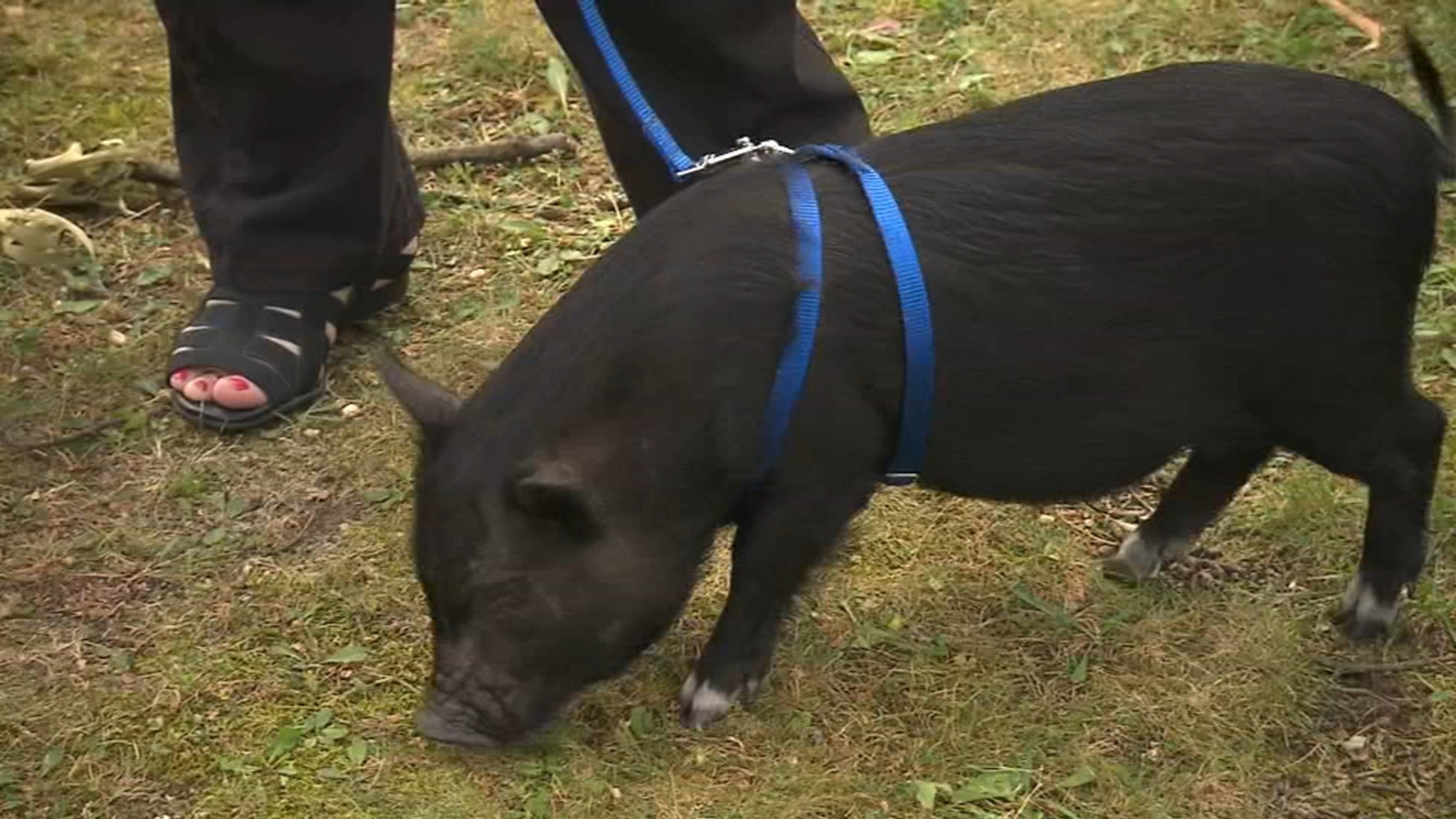 Vets share winter pet tips during Chicago conference