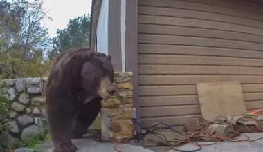 Bear removed after living underneath Altadena home for months