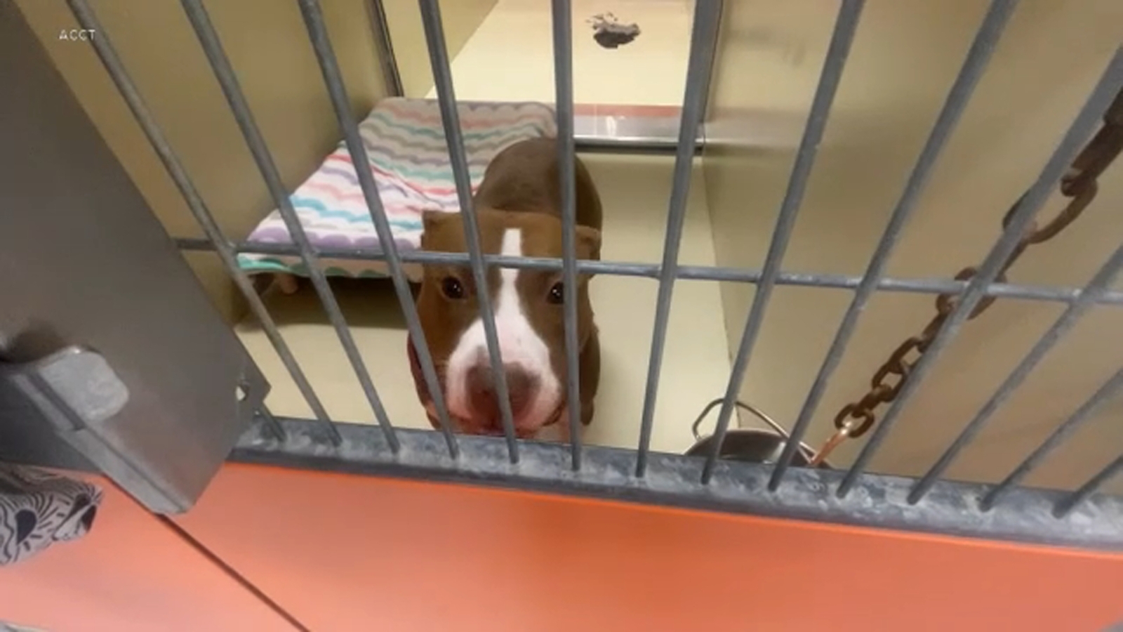 Dog linked to Center City attacks in custody of ACCT Philly, police say