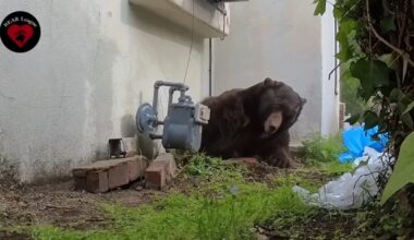 Now-infamous Altadena, California bear moves to 2 more homes after eviction from crawl space