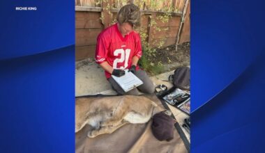 Mountain lion captured in San Francisco's Pac Heights neighborhood has long history of encounters with biologists