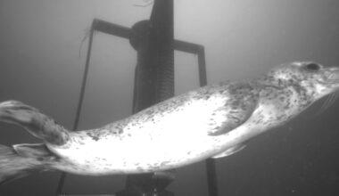 An underwater acoustic camera captures a harbor seal interacting with a tidal turbine in Washington state’s Sequim Bay. Credit: Pacific Northwest National Laboratory