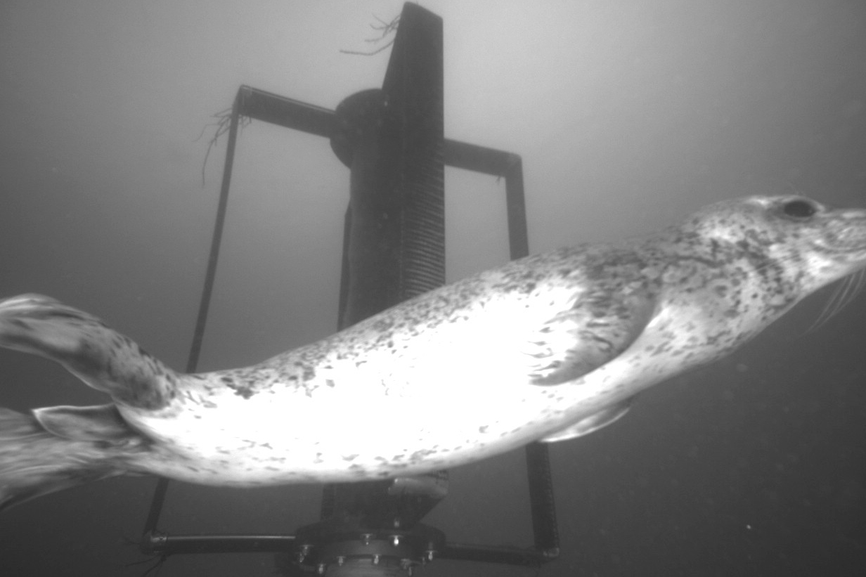 An underwater acoustic camera captures a harbor seal interacting with a tidal turbine in Washington state’s Sequim Bay. Credit: Pacific Northwest National Laboratory