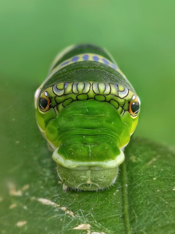 Close-up view of a green caterpillar with intricate patterns and markings on its head, resting on a green leaf against a blurred green background.