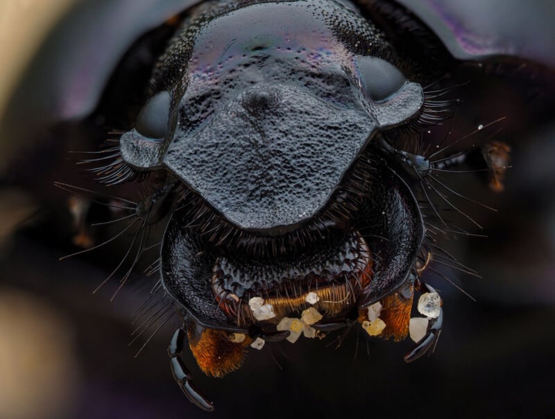 Extreme close-up of a black beetle’s face, showing detailed textures, fine hairs, and grains of sand or debris clinging to its mandibles and mouthparts.