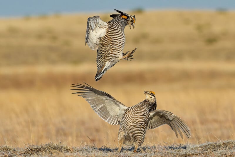 Two prairie chickens with striped brown and white feathers display dramatic courtship behavior; one leaps in the air with wings raised while the other stands on the ground with wings spread. Dry grassland fills the background.