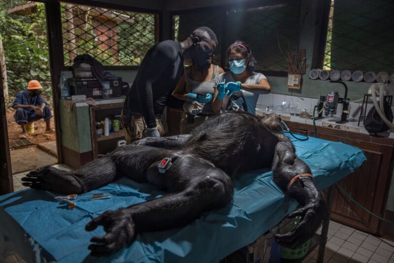 Two veterinarians wearing masks examine a sedated gorilla lying on an operating table in a clinic, surrounded by medical equipment, while another person sits in the background near an open window.