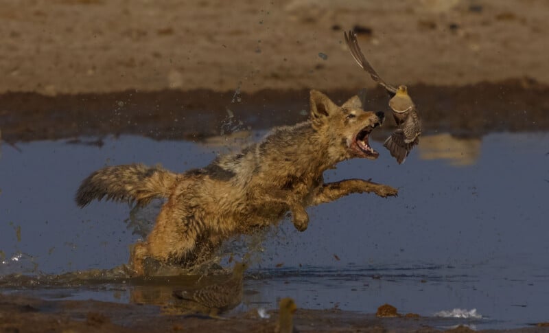 A muddy wild canine leaps aggressively in shallow water, mouth open and teeth bared, attempting to catch a small brown bird flying just out of reach. Splashes and blurred motion convey dramatic action.