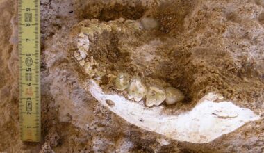 Fossils found in cave shed light on where our species emerged, traced to when Earth's magnetic field flipped