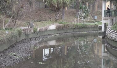 San Antonio River reveals sunken surprises amid invasive species battle