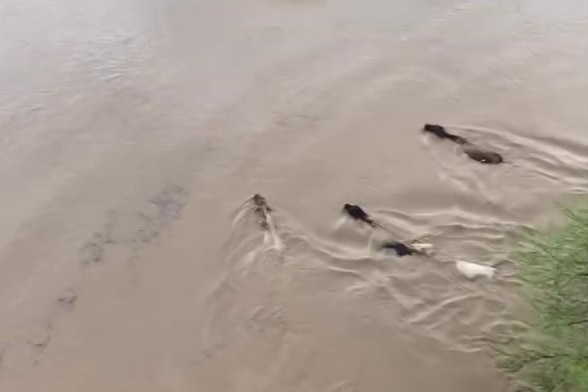 Cattle caught in floodwater on Riverdale Station near Richmond. 
