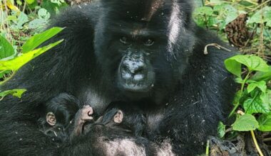 Birth of rare mountain gorilla twins recorded in Congo park