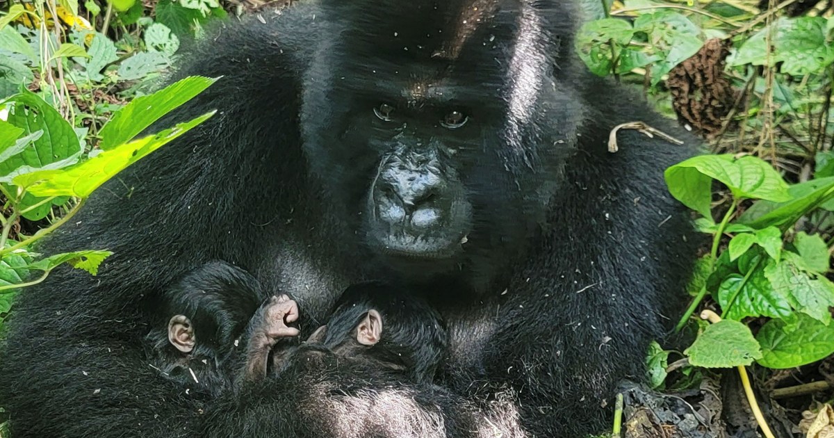 Birth of rare mountain gorilla twins recorded in Congo park