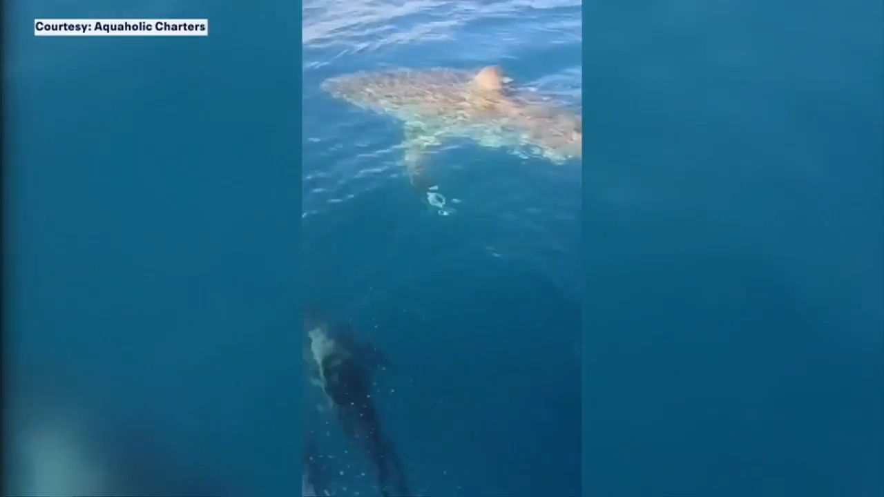 Rare great white shark sighting surprises couple dolphin watching on Florida’s Gulf Coast - WSVN 7News | Miami News, Weather, Sports