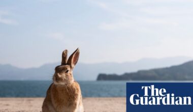 ‘A place of darkness and light’: the uninhabited Japanese island that became a rabbit paradise | Japan
