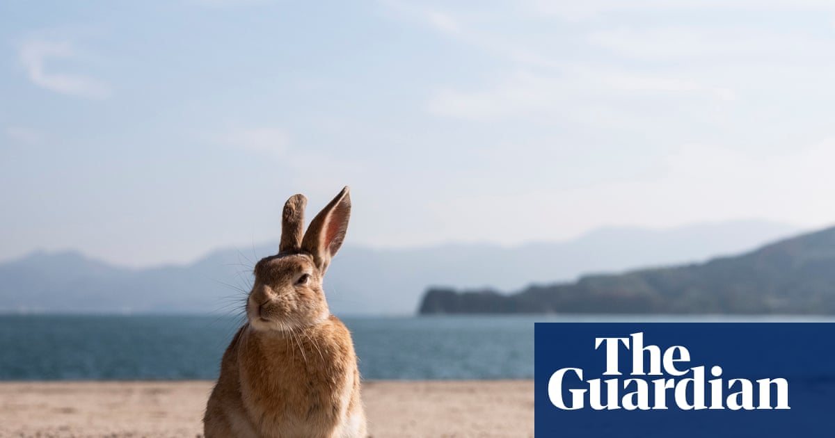 ‘A place of darkness and light’: the uninhabited Japanese island that became a rabbit paradise | Japan