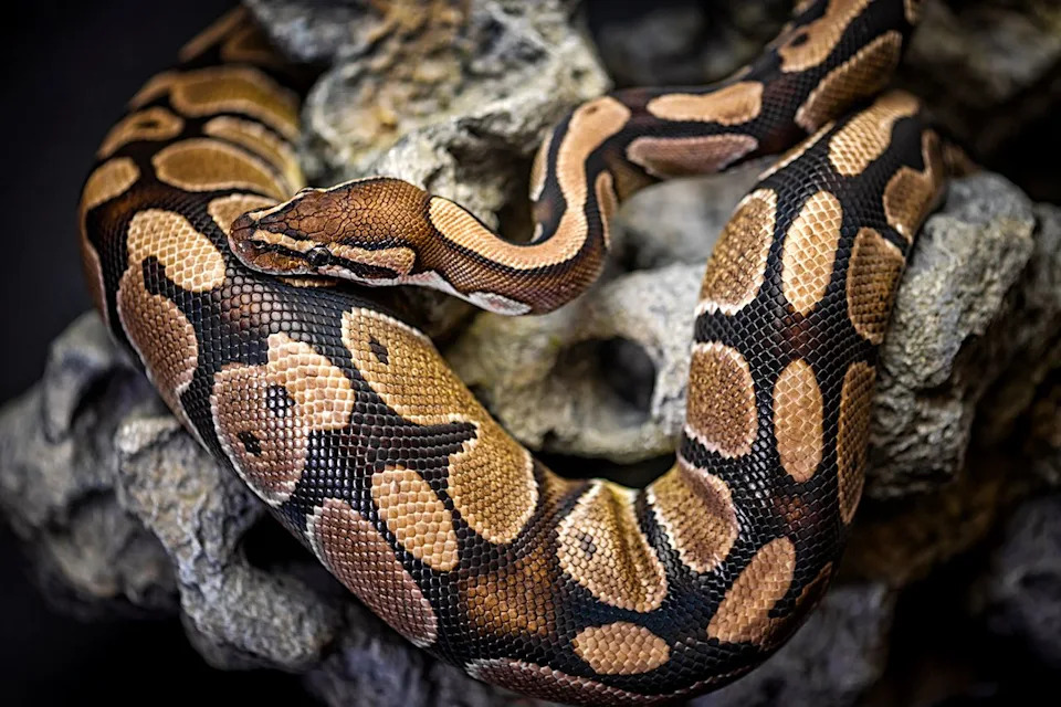 Stock image of Burmese python Getty
