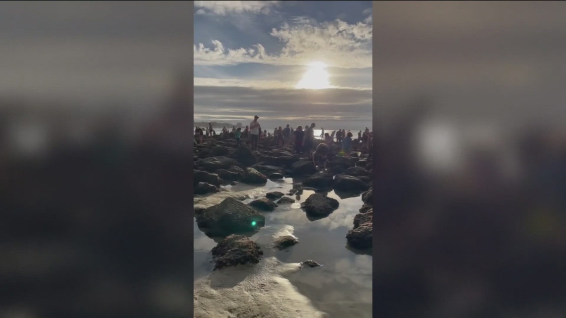 Tide pool crowds spark concerns over marine life protection in San Diego