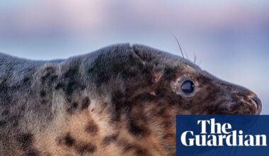 Often brutal, always beautiful: the sea hounds of the Frisian Islands – in pictures | Netherlands