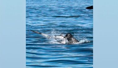 Sea lion ferociously attacks shark as boaters watch in awe