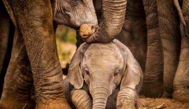 Sleepy Baby Elephant Cuddles Up With Her Companion and They Are Just Too Cute