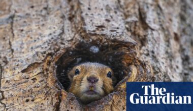 Week in wildlife: a hide-and-seek squirrel and an otter in a Christmas tree - The Guardian