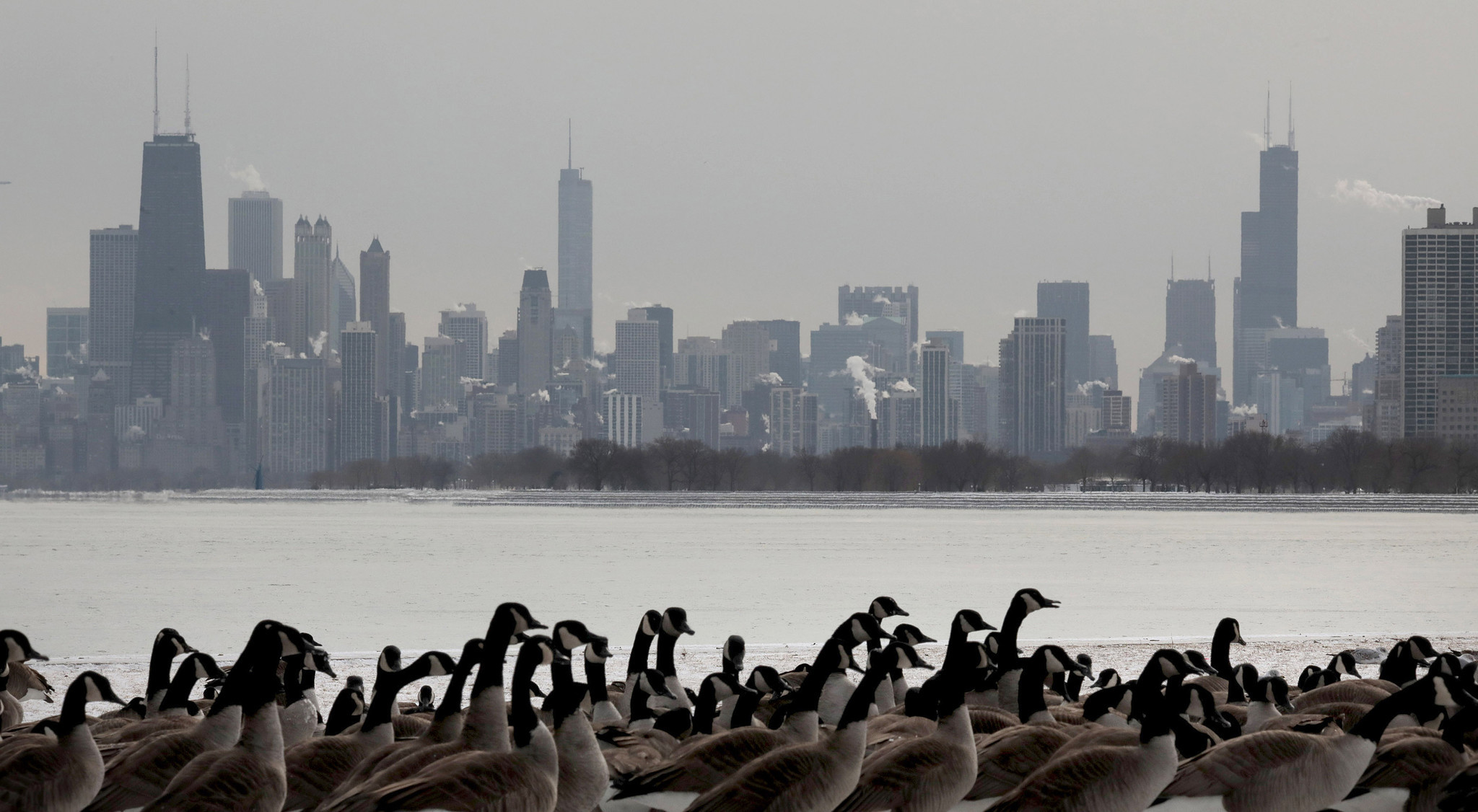 Canadian geese appear to line up for food provided by...