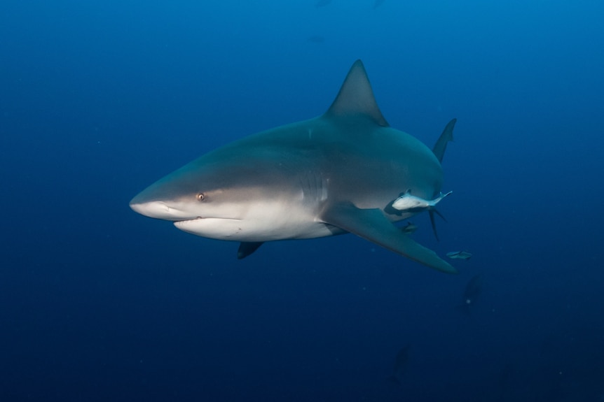 Front-on view of a grey shark with golden eye swimming towards camera but at an angle against deep blue water backdrop.