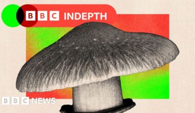 Should the NHS really use magic mushrooms to treat mental health?