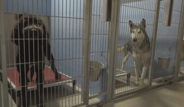 Jacksonville leaders reduce animal stray hold period from 6 to 5 days