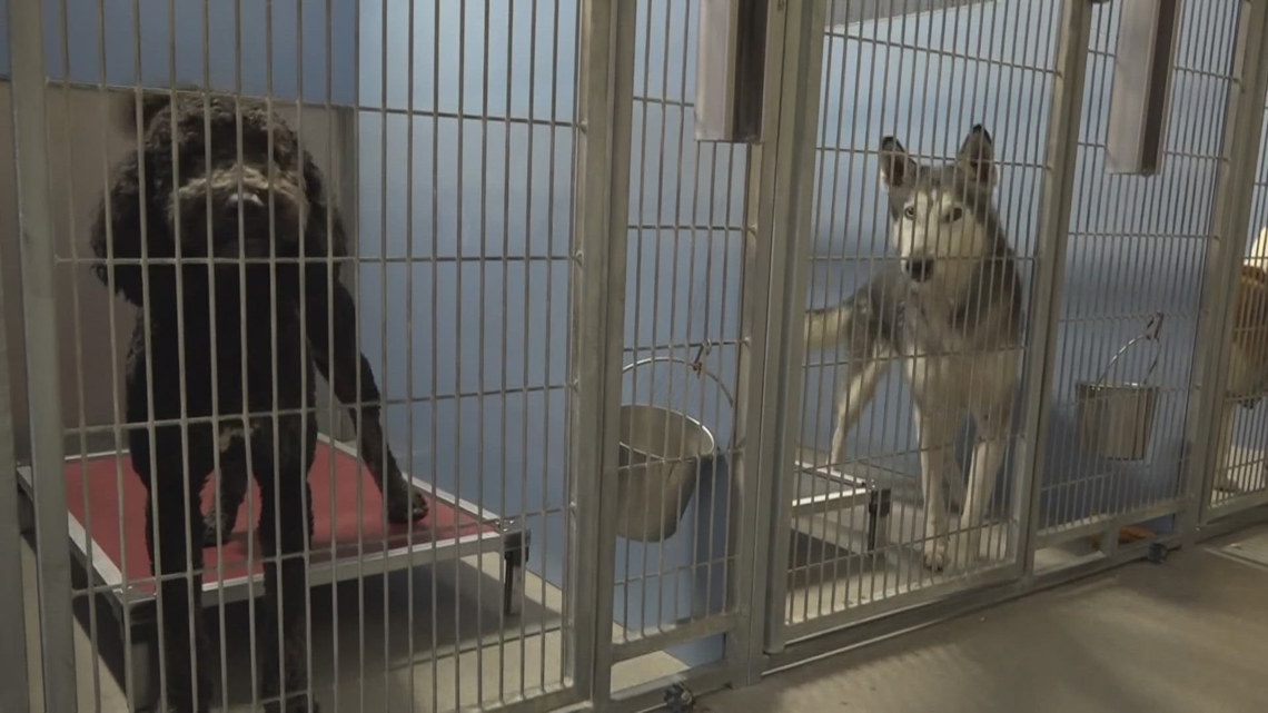 Jacksonville leaders reduce animal stray hold period from 6 to 5 days