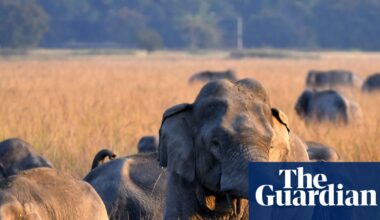 Search for single-tusked elephant after 22 killed in India rampage | India