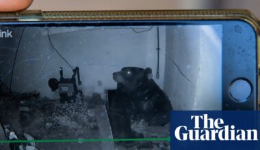 Bears under California homes go from one-off to trend | California
