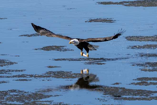 check out these stunning photos of bald eagles in downtown des moines