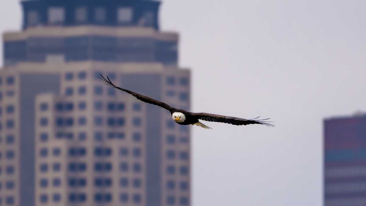 Bald eagles spotted in downtown Des Moines